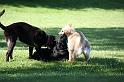 Dogs_09-07-05_0037